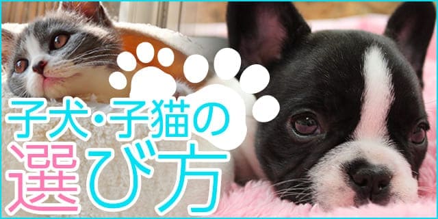 子犬・子猫の選び方